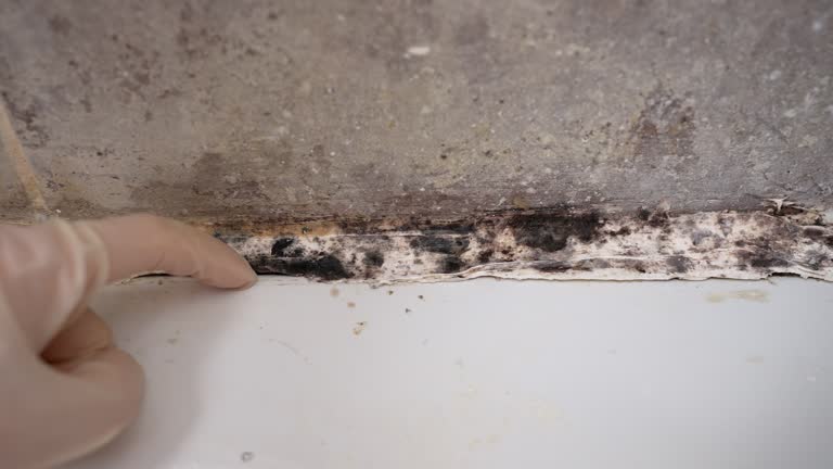 Professional Mold Removal in Indian Hills, NV